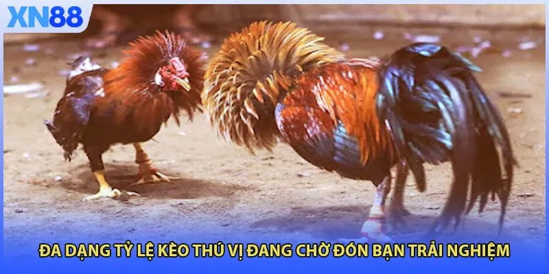 Đa dạng tỷ lệ kèo thú vị đang chờ đón bạn trải nghiệm
